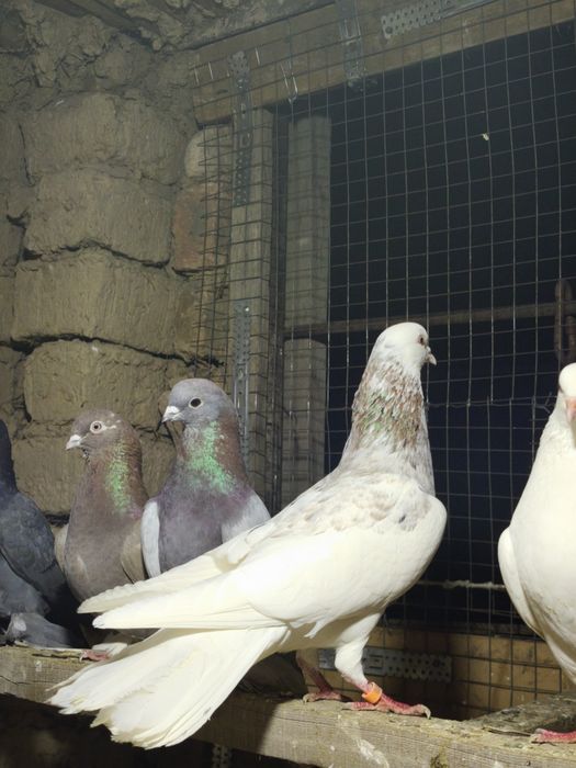 Шракахосты Голуб