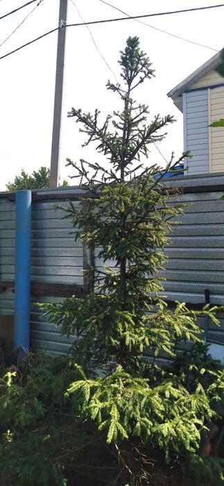 Дача Звездочка 131 км