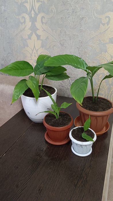 Продам спатифиллум