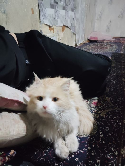 Мушук  Британский кошка