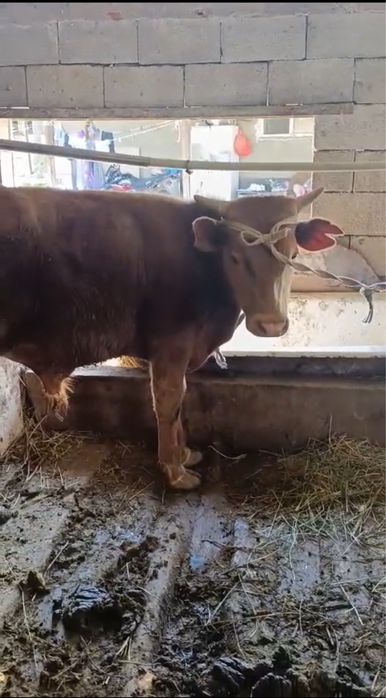 Продам бычков молодняк