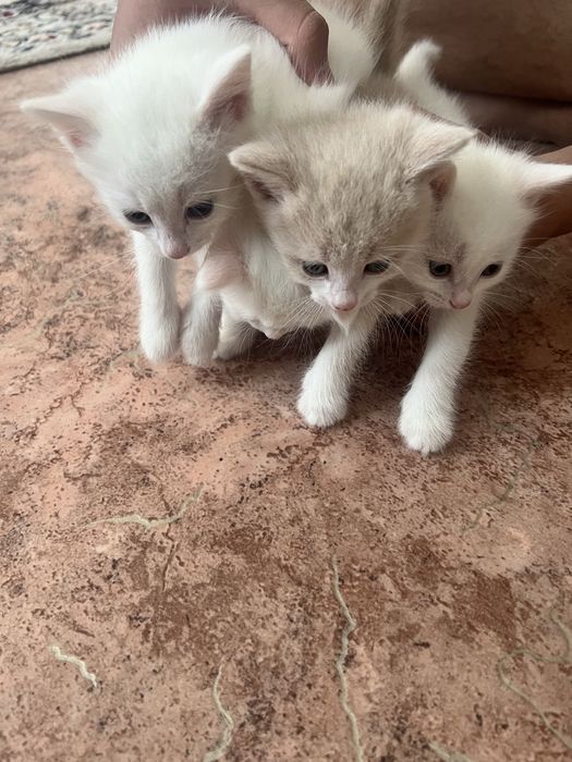 Отдам даром в хорошие руки