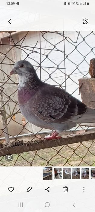 Vând porumbei voiajori