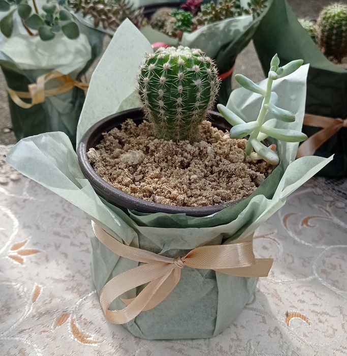 Цветя за 8-ми март, цвете за градината, седуми в саксия, кактуси