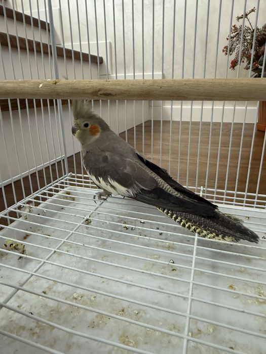 Продается попугай карилла