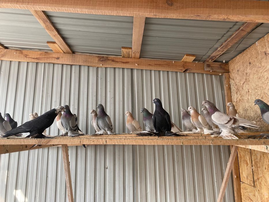 Продам голубей игровых