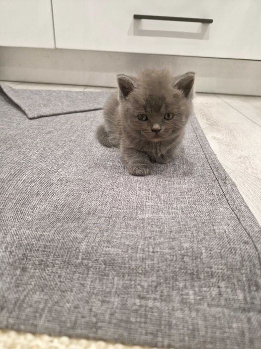 Британски котенца