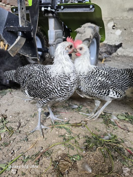 Петлета сив бракел