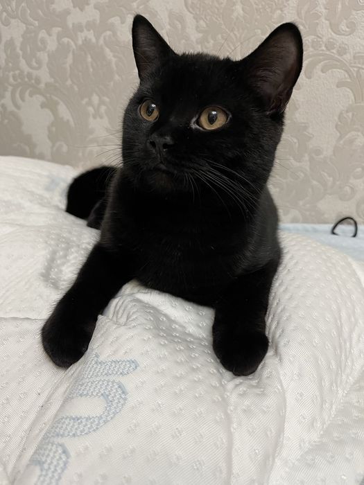 Отдам кота британскую