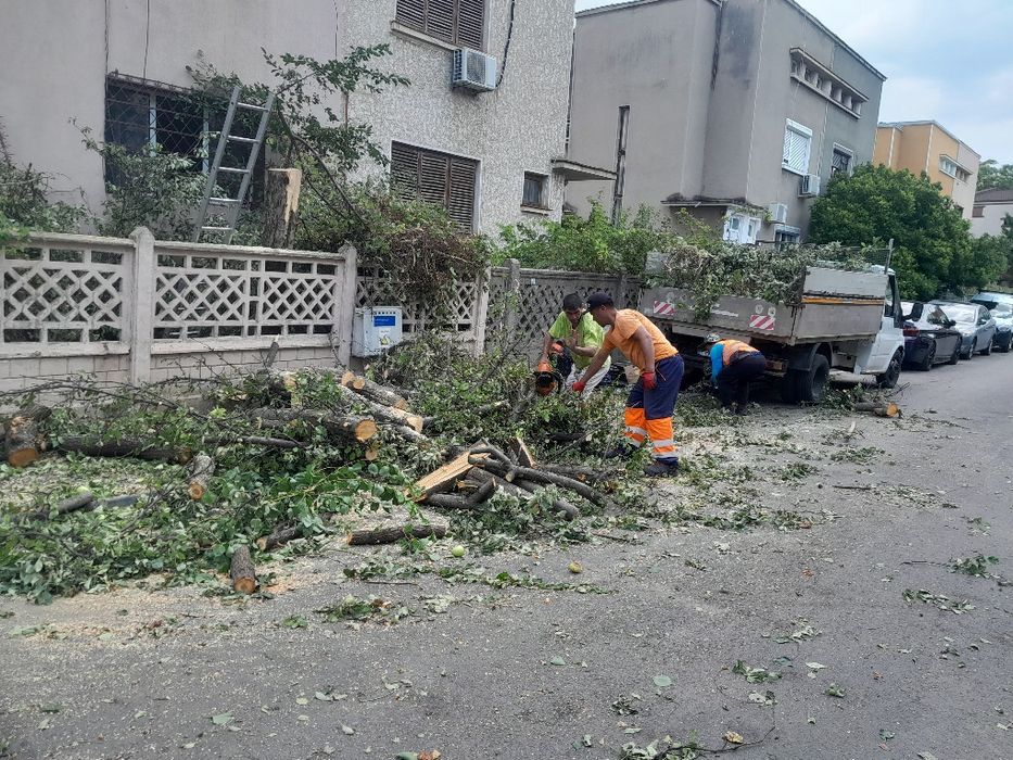 Tăiere copaci /toaletare program12/24h în toate sectoarele 1,2,3,4,5,6