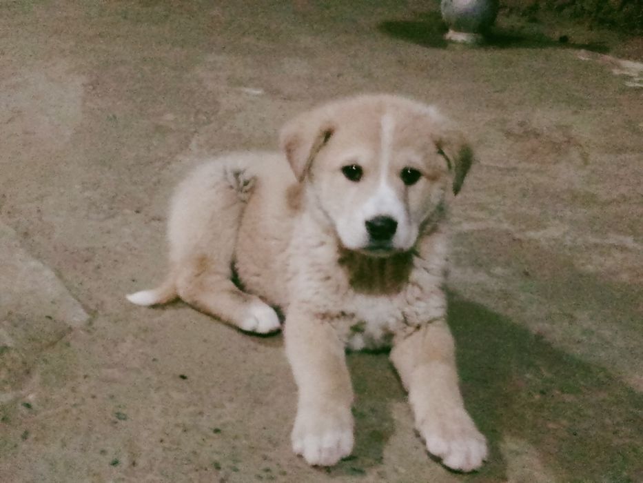 Чупон ити  угил бола