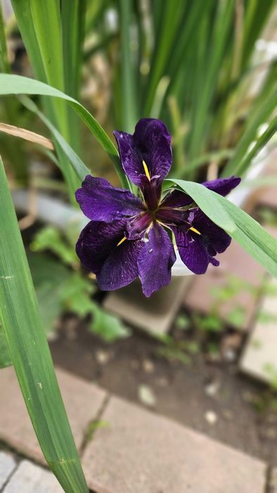 Vand nuferi, zambile de apa pentru iaz si diverse plante de margine