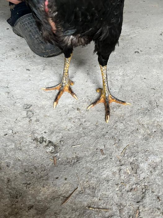 Продам  курицу д