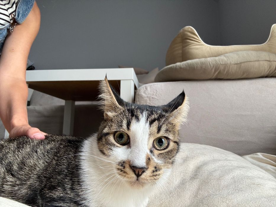 Подаряват се котенца на 3.5 месеца