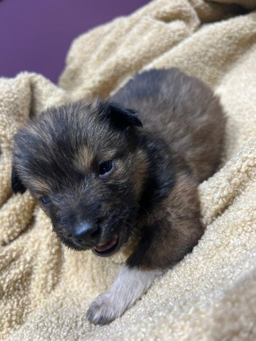 Щеночек мальчик в добрые руки!