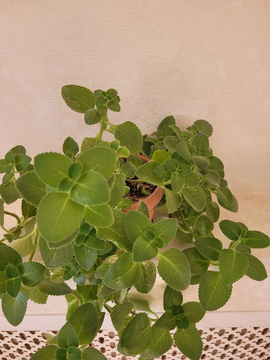 Продам комнатные растений