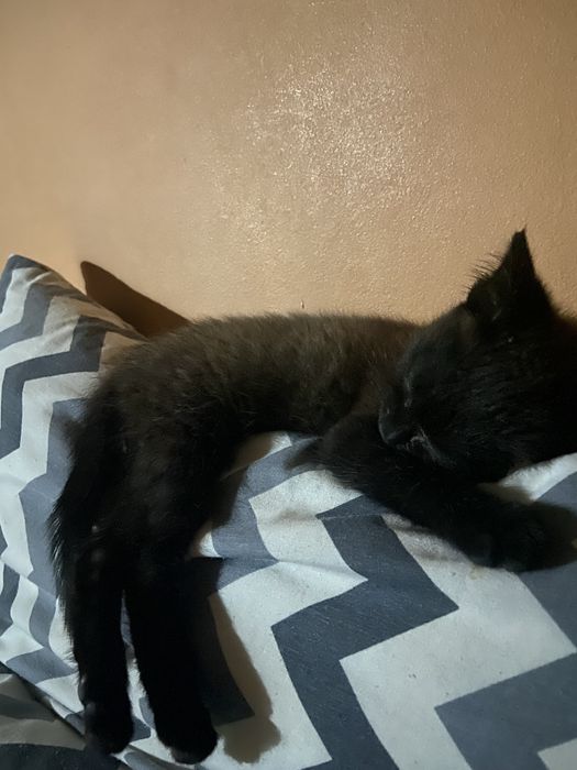Отдам котенка в добрве руки