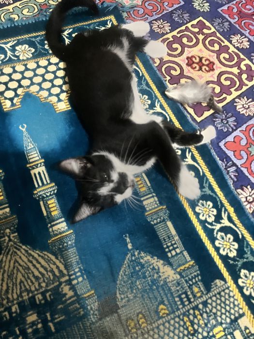Chiroyli aqlli o’gil bola mushuklar hadyaga beriladi 3 oylik
