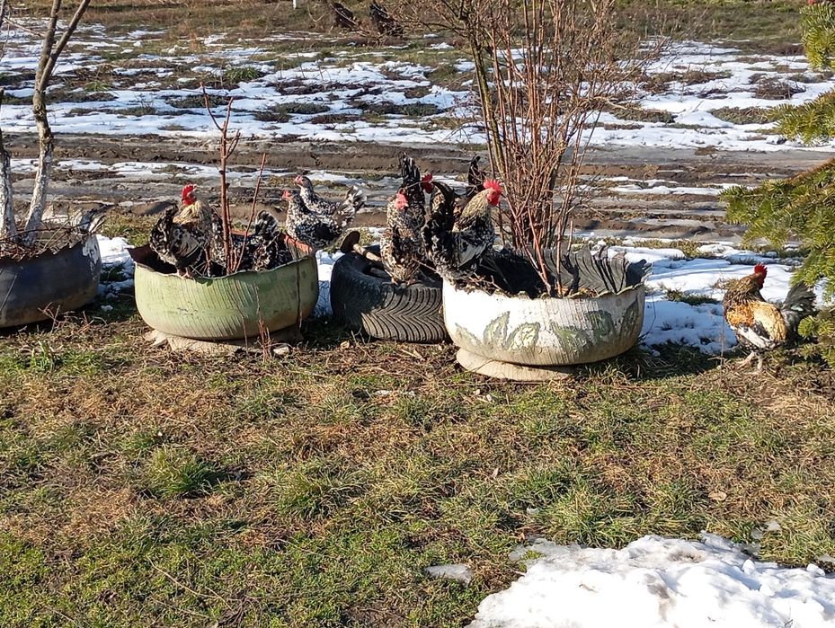 Găinușă și cocoș american