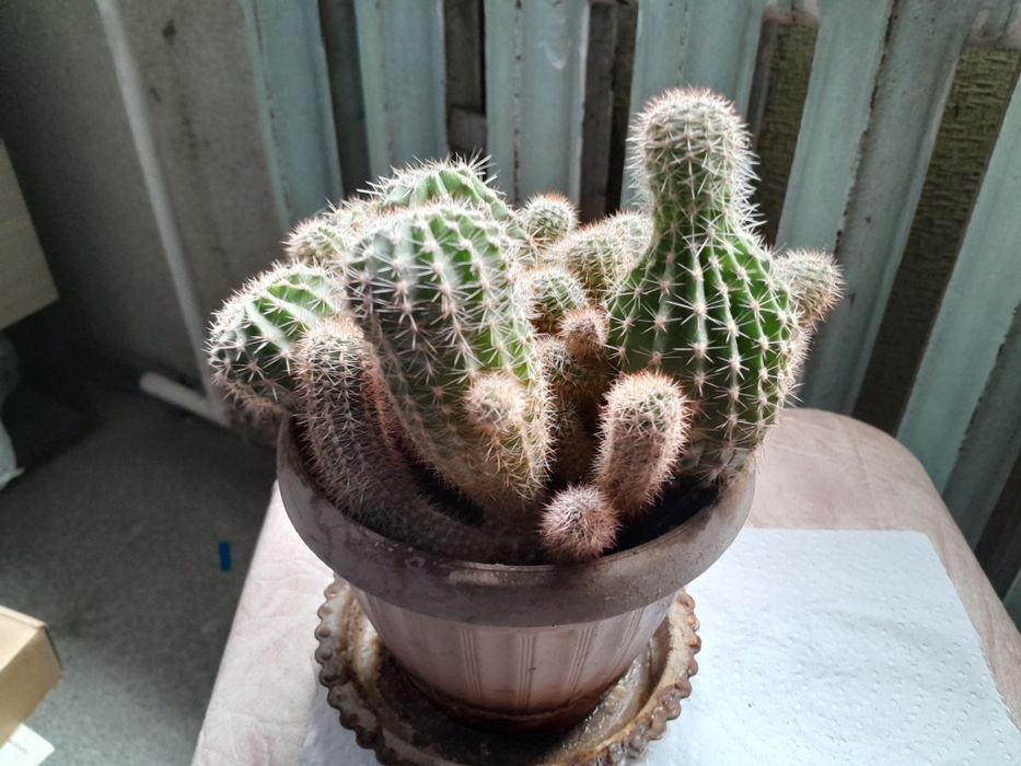 Продаются разные цветы.