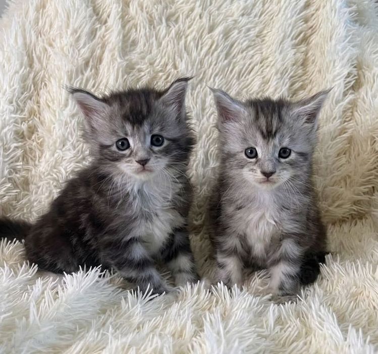 Котята мейн-куна с родословной