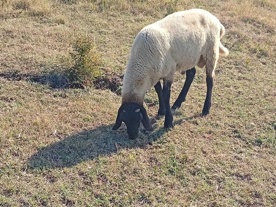 Vând berbeci noatini carabas