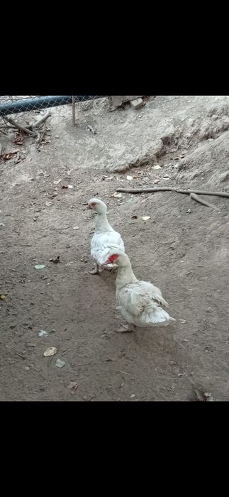 Утки продам индоутки