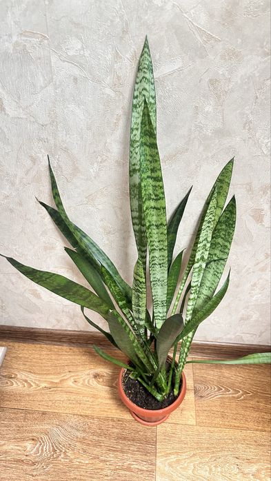 Продам растение Сансевиерия