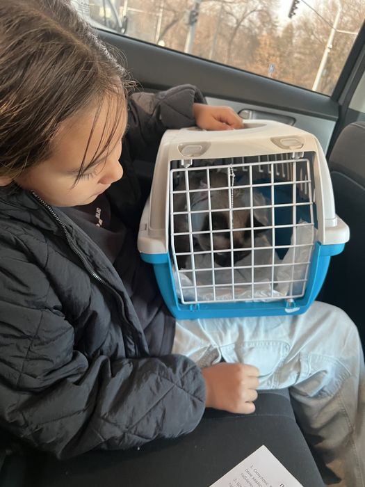 Кошка тайская, 4 года