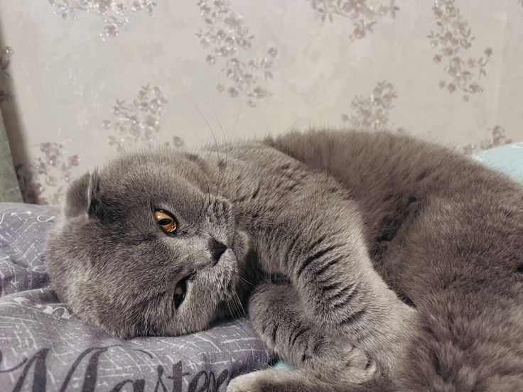 Шотландская кошка