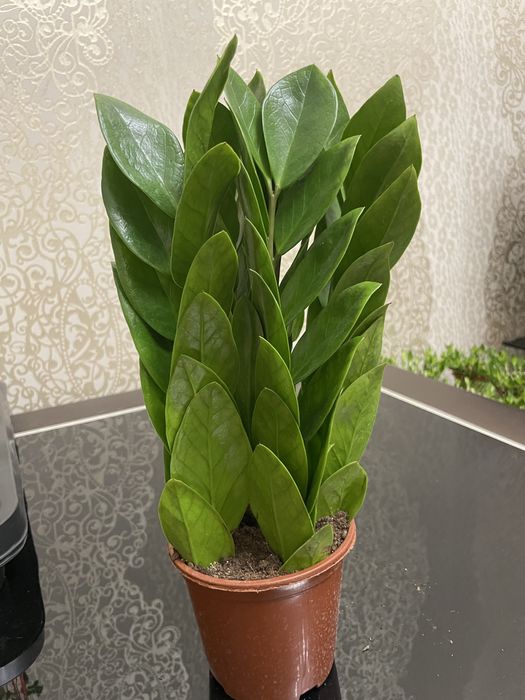 Долларовое дерево Замиакулькас