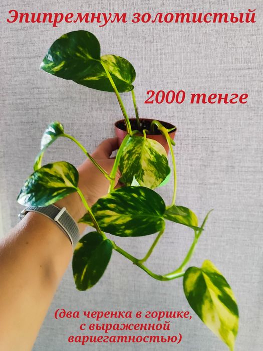 Продам комнатные цветы