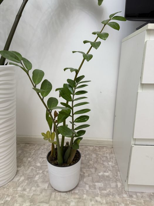 Продам долларовое дерево