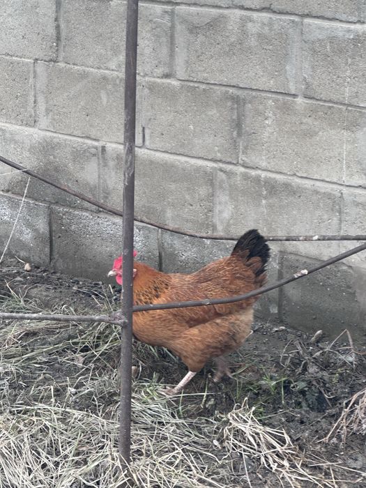 Продам кур разных пород