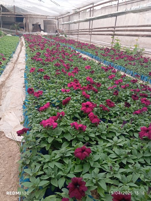 Petunia bananza salvia