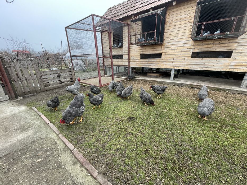 Vand ouă Plymouth Rock Barat