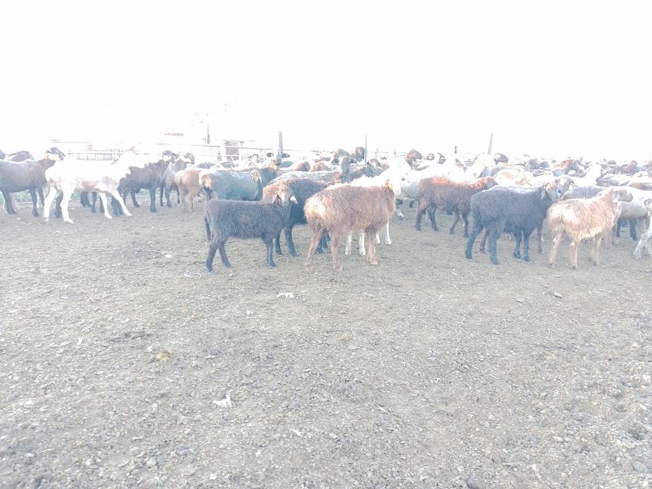 Продам кошкаров едильбайские