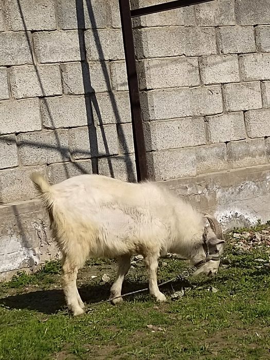 Занен теке сатылад