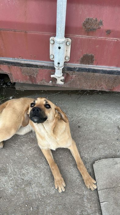 Щенок ищет дом и хорошего хозяина