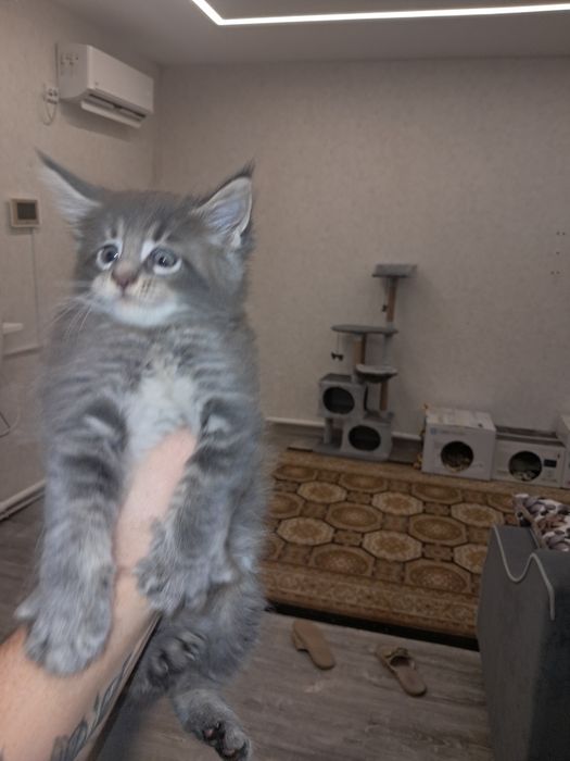 Продам мейкунов  мальчики