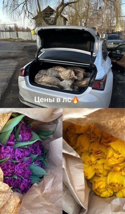 тюльпаны пионовидные