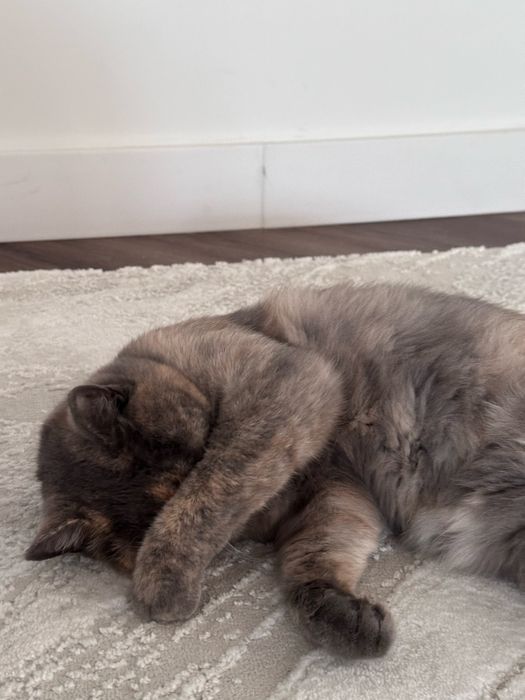 Отдам кошку породистую