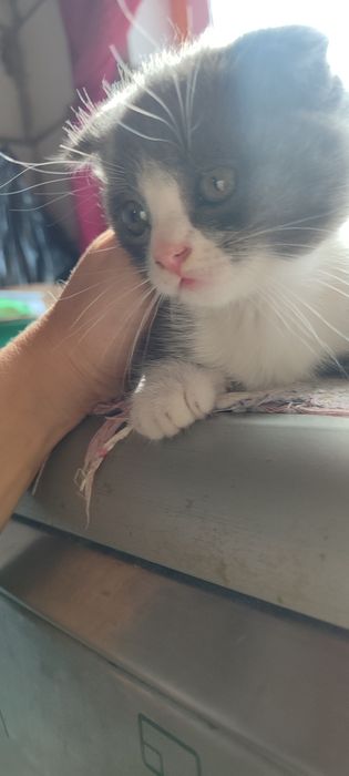Отдам красивого котёнка