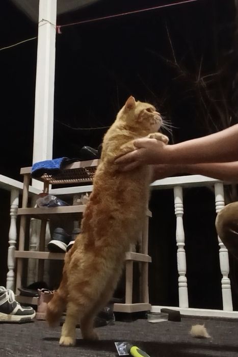 Skotish strayt shotland