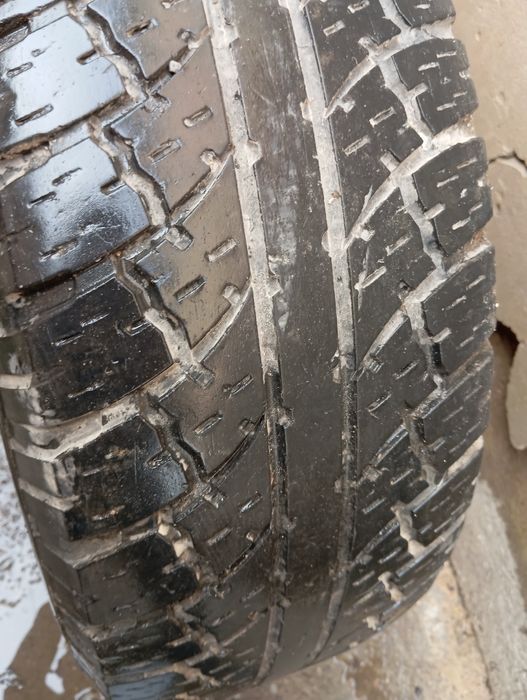 Продается боланый