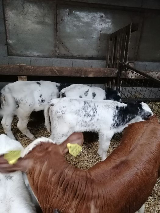 Vând viței și vitele sugari