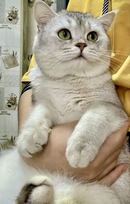 Вязка серебринний Шиншилла