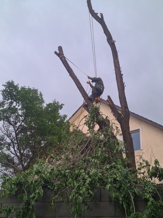 Спил деревьев обрезка плодовых