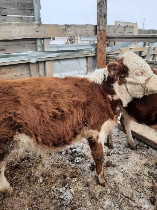 Продам бычка потсос