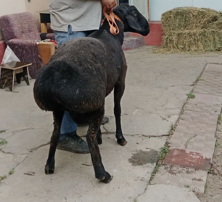 Бараны Кучкар Самец свой продам